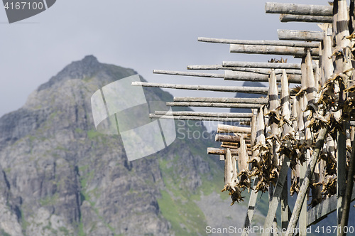 Image of Codfishes drying in Lofoten Islands