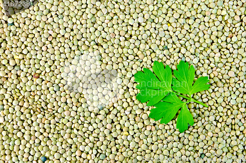 Image of Lentils green with parsley