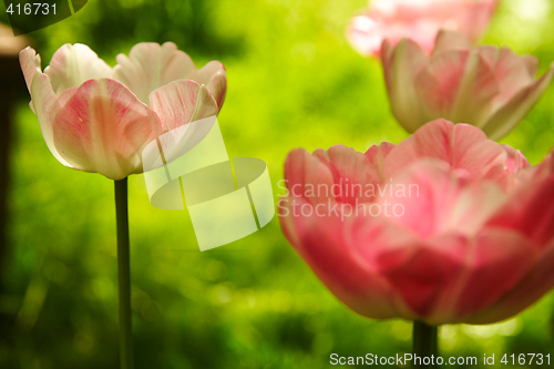 Image of Pink tulips