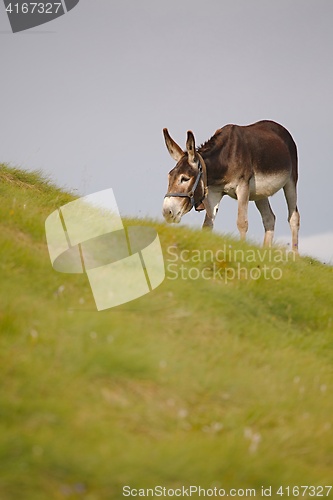 Image of Grazing Donkey i