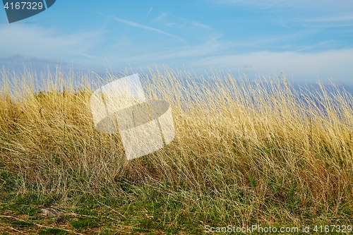 Image of Dry autumn meadow