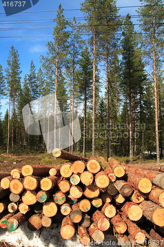 Image of Cut logs at the edge of the forest