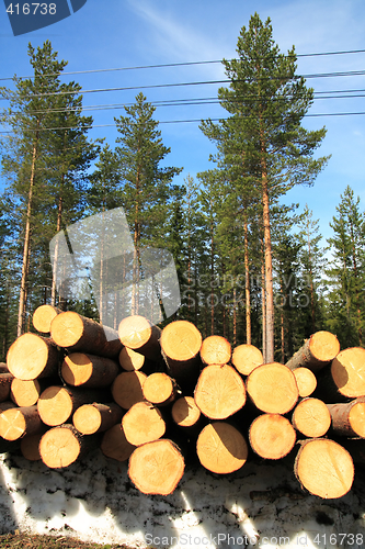 Image of Cut logs at the edge of the forest