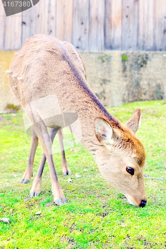 Image of Cute Japanese deer eating grass in Nara