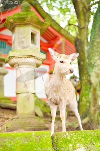 Image of Cute Japanese deer and stone lantern at Kasuga Taisha shrine in Nara