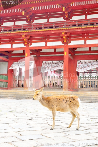 Image of Japanese sika deer in front of Todaiji temple, Nara