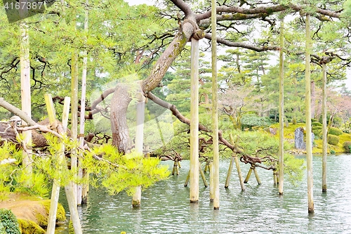Image of Support beams for pine tree in Kenroku-en park