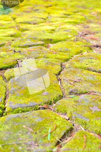 Image of Moss on stepping stones in Japanese garden