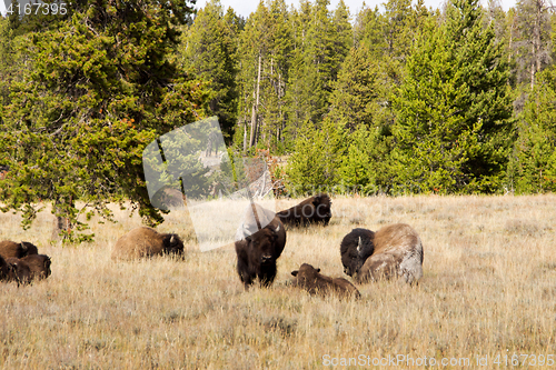 Image of Yellowstone National Park, Utah, USA