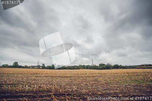 Image of Corn crops on a field in the fall