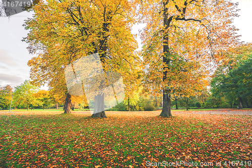 Image of Yellow autumn leaves on colorful autumn trees