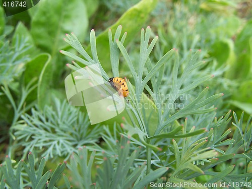 Image of Colorado beetle larva