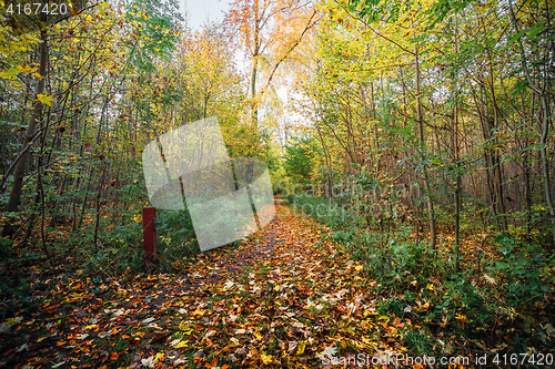 Image of Forest at autumn with a nature trail