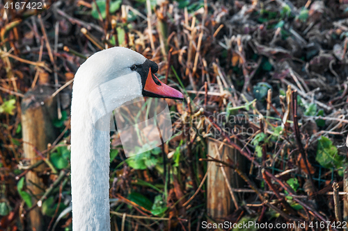 Image of White swan with a long neck