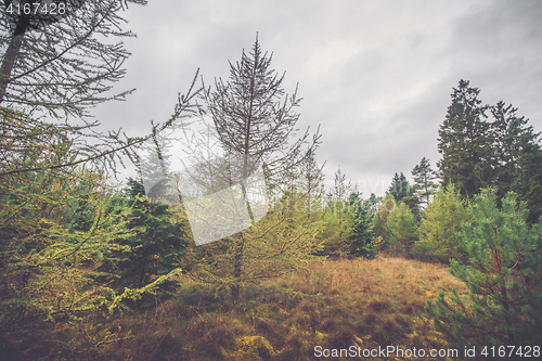 Image of Scandinavian forest in autumn