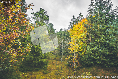 Image of Autumn colors in a forest with pine trees