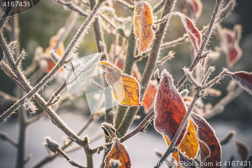 Image of Frost on golden leaves