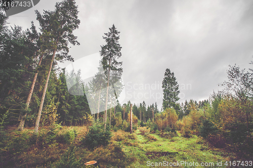 Image of Scandinavian forest in autumn