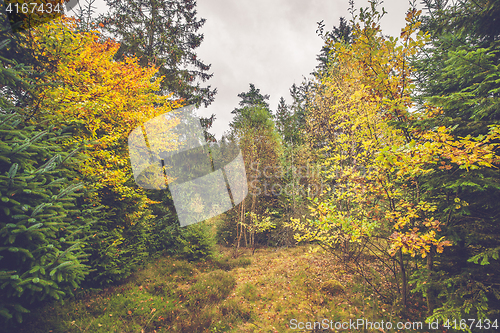 Image of Colorful yellow leaves on trees