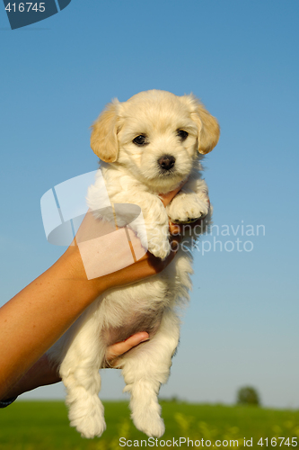 Image of Holding sweet puppy in hands