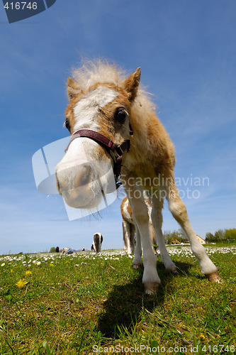 Image of Young foal horse on field