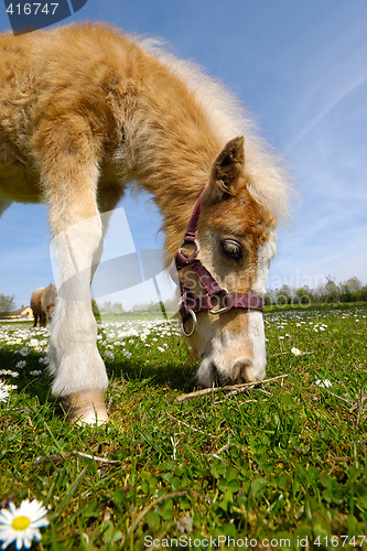 Image of Horse foal is eating green grass