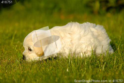 Image of Bichon Havanais puppy dog