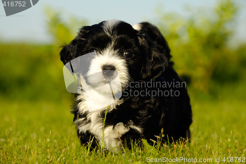 Image of Bichon Havanais puppy dog