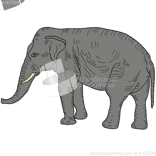 Image of Sketch a large African elephant on a white background. illustration