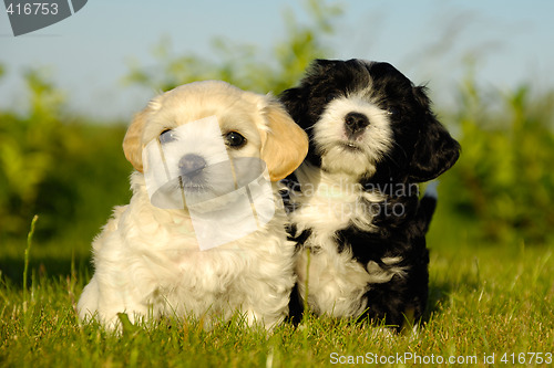 Image of Black and white puppy dogs