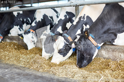 Image of herd of cows eating hay in cowshed on dairy farm