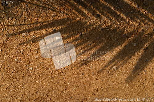 Image of Leaf shade on brown sand