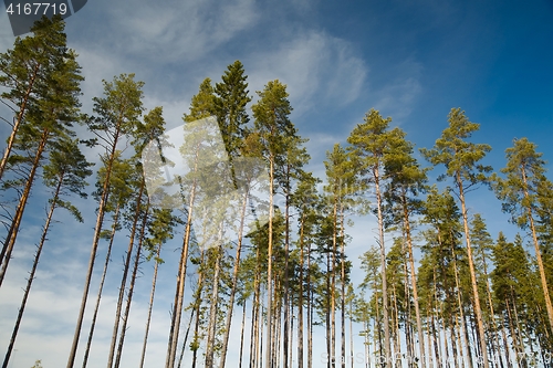 Image of Tall pine trees
