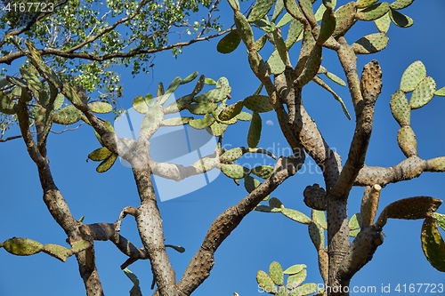 Image of Cactus against blue sky