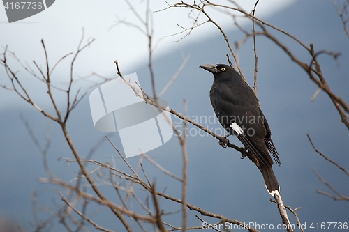 Image of Bird on tree