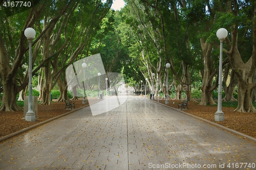 Image of Park avenue with large trees