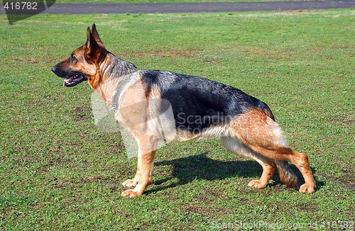 Image of German Shepherd