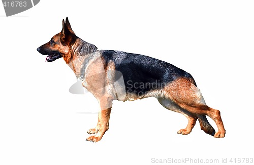 Image of German Shepherd,  isolated