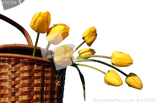 Image of Basket with yellow tulips