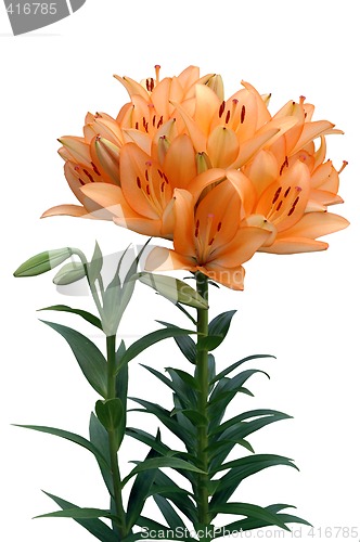 Image of Orange lily with buds