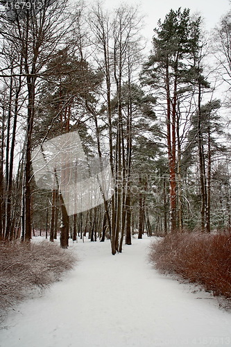 Image of  footpath in a snowy park