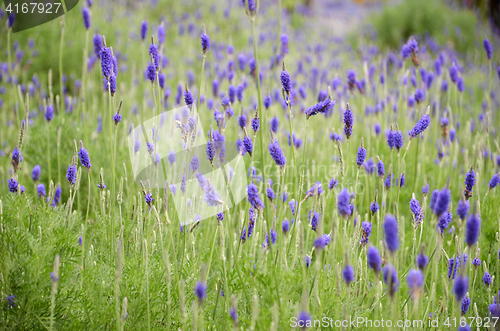 Image of Lavender flowers in nature