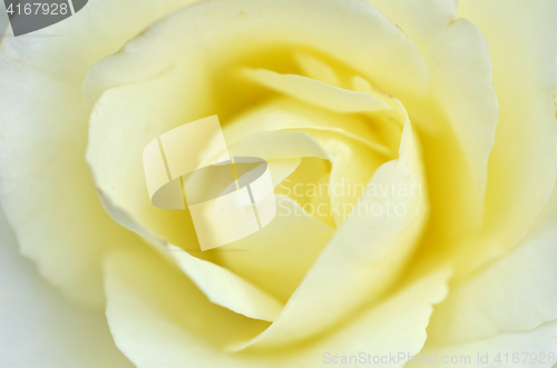Image of Beautifu yellow rose flower
