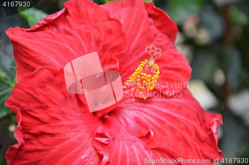 Image of Flower of red hibiscus