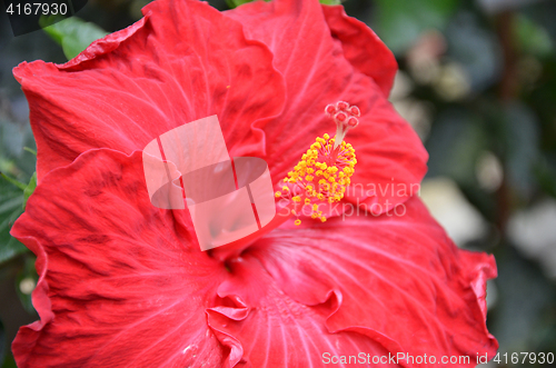 Image of Flower of red hibiscus