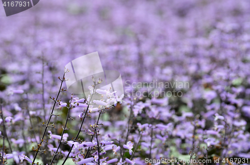 Image of Plectranthus Mona Lavender flowers