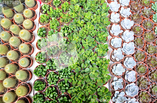 Image of Group of small cactus in the pot