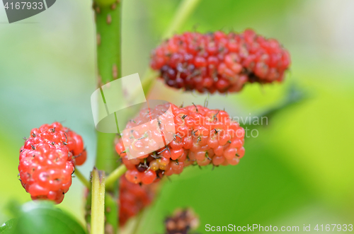 Image of Red mulberry on the tree