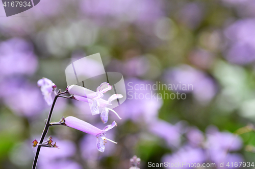 Image of Plectranthus Mona Lavender flowers