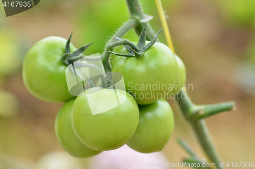 Image of Unripe tomatoes fruit on green stems